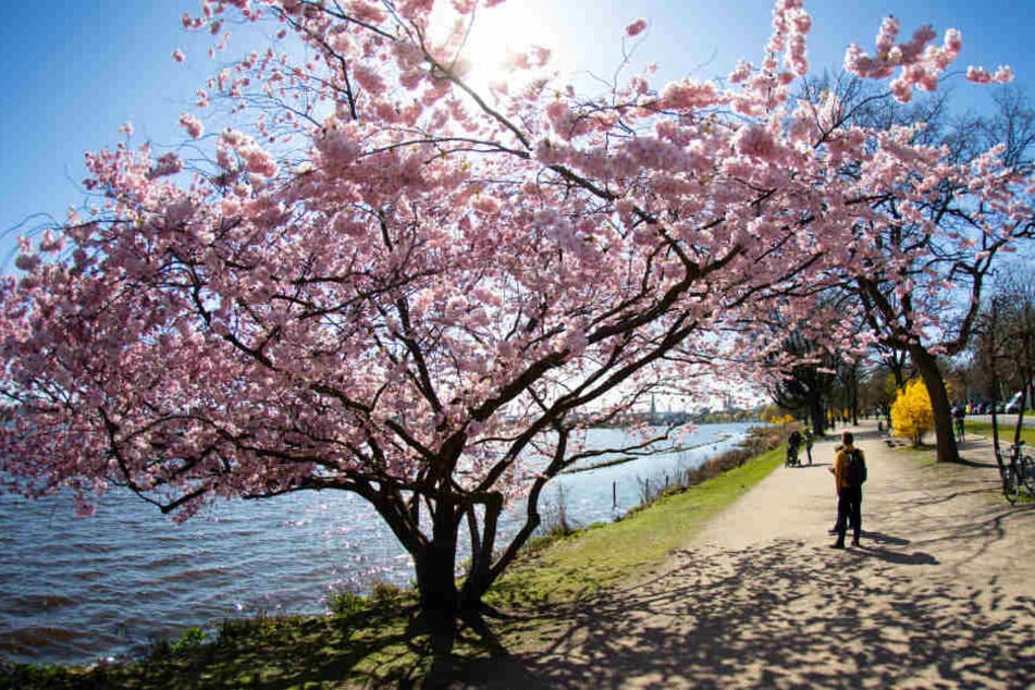 Zierkirschen blühen an der Alster in Hamburg.
