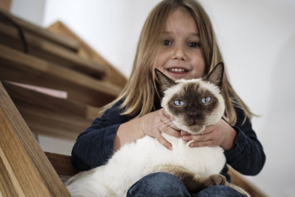 Bei Katzen lauert die Gefahr im Mund - zahlreiche Bakterien können bei einem Biss für eine böse Entzündung sorgen.