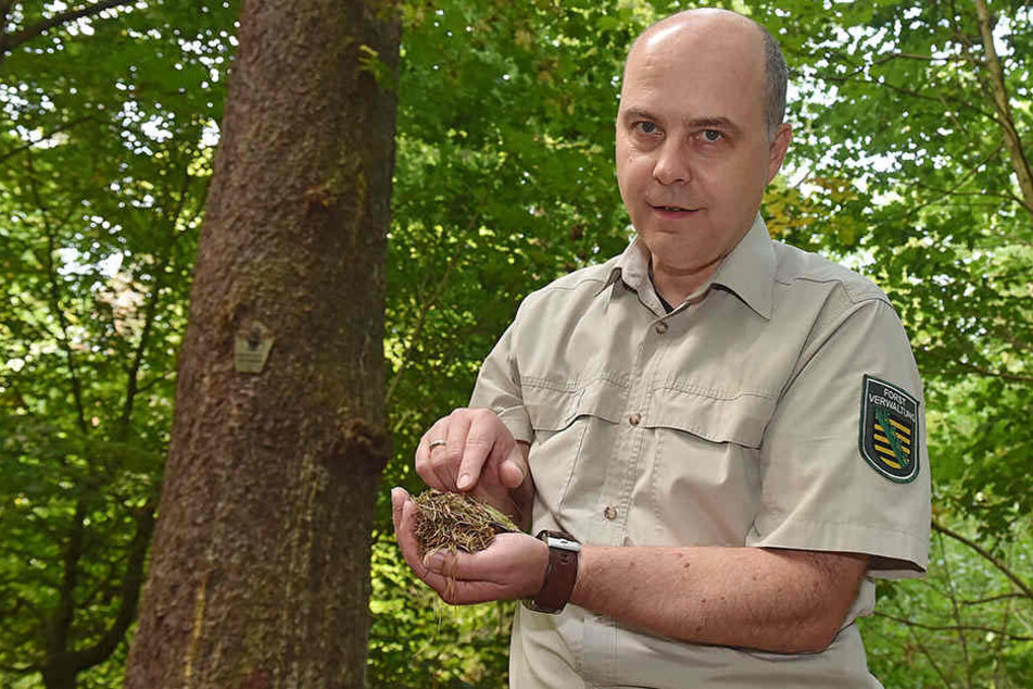 Markus Biernath im Prießnitzgrund. Die Fichte im Hintergrund ist ein Naturdenkmal mit 102 cm Stammdurchmesser.