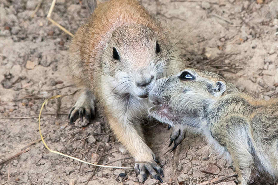 Die süßen Präriehunde leben sich gut ein im Tierpark Meißen.