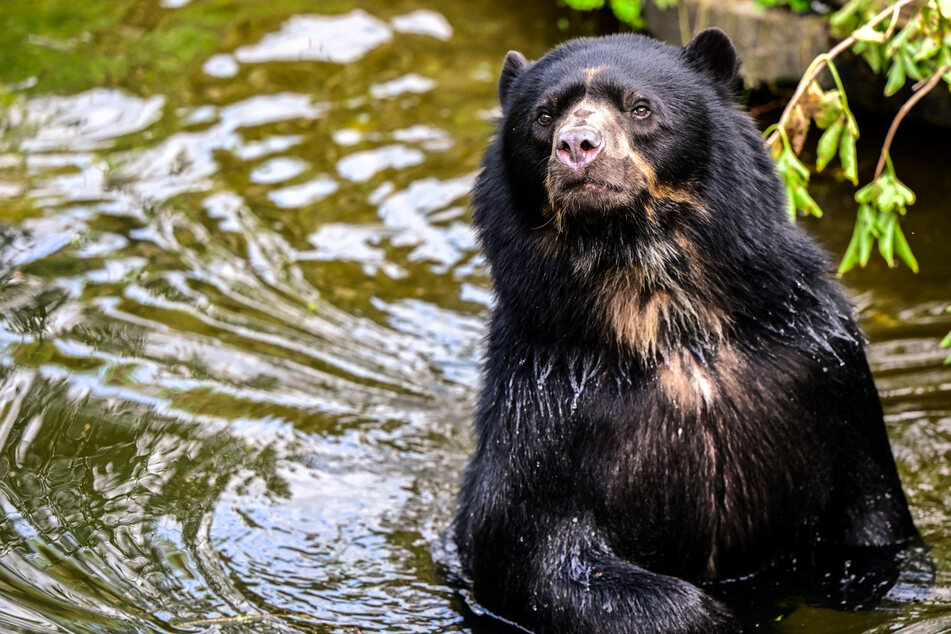 Nächster Neuzugang im Kölner Zoo: Brillenbär "Hans" hat es faustdick hinter den Ohren