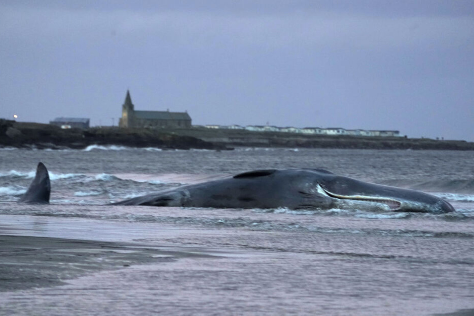 Der Kadaver eines Pottwals in Newbiggin-By-The-Sea. (Archivbild)