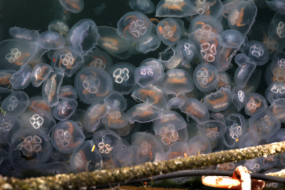 Massen von Ohrenquallen (Aurelia aurita) schwimmen in der Ostsee.