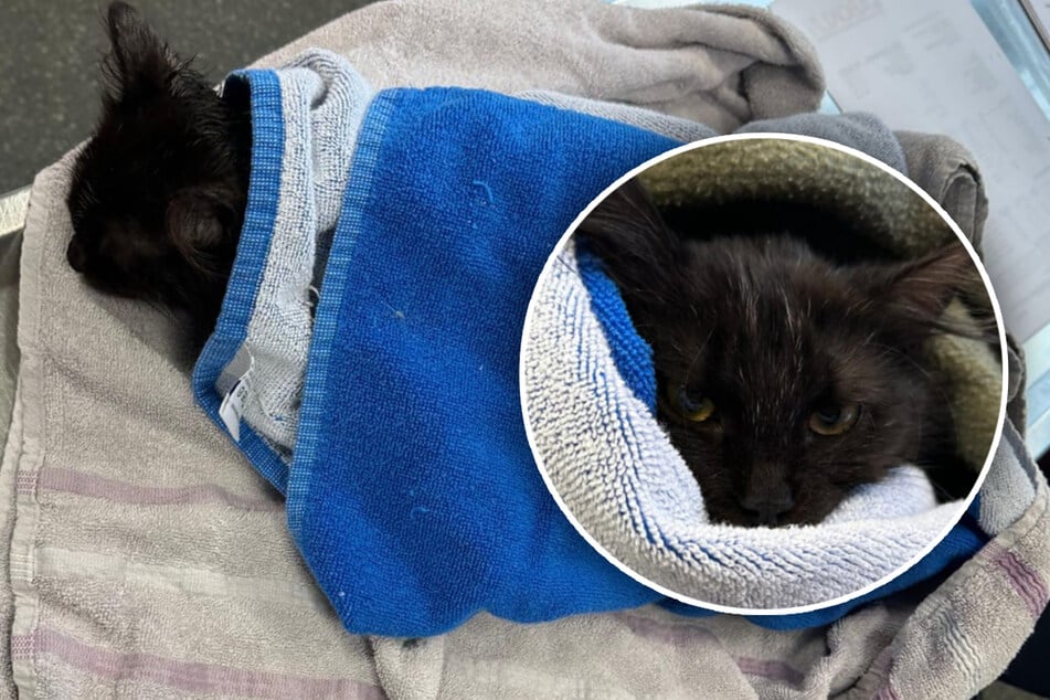 Todesurteil? Dieser kleine Kämpfer hat andere Pläne