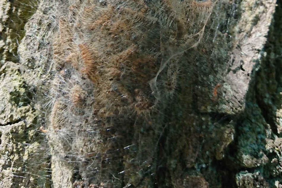 Ein Nest mit Raupen klebt an der Rinde eines Baumes im Stadtpark.
