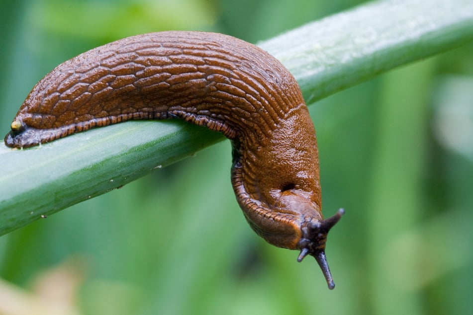 Eine Nacktschnecke "klingelte" mehrfach an einem Mehrfamilienhaus in Schwabach und wurde schließlich in eine Wiese gesetzt.