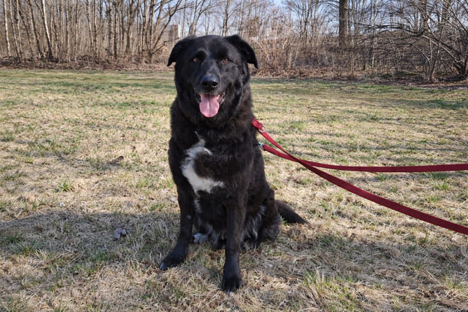 Leopold je pes, který si velmi váží společně stráveného času se svými lidmi.
