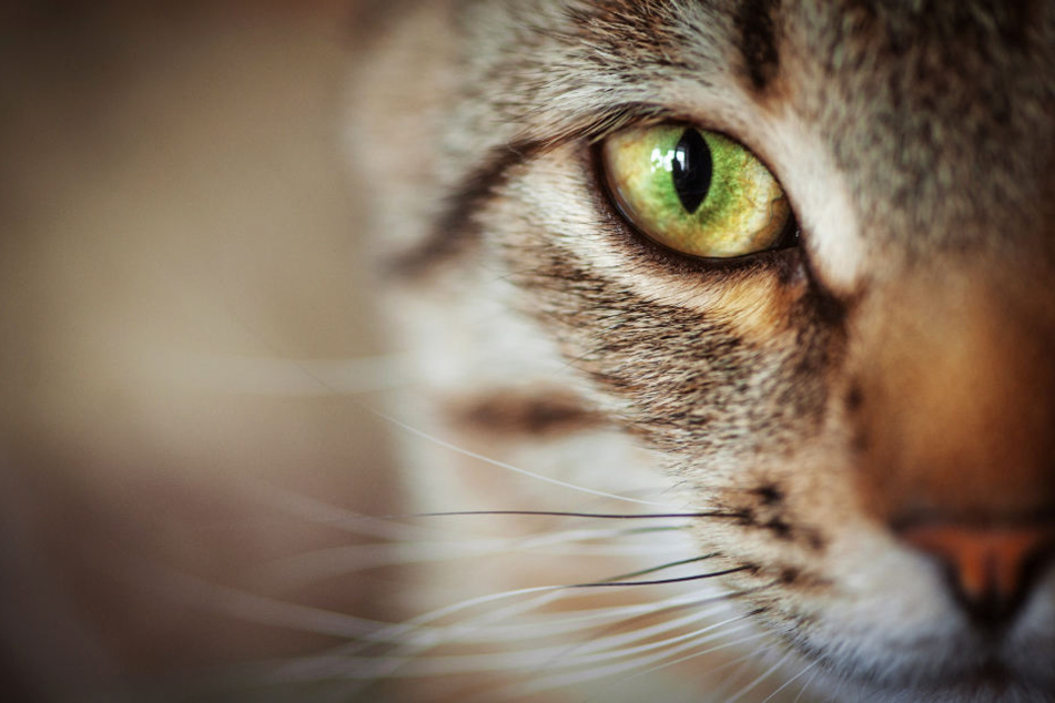 Zwei Katzen sind dem Killer schon zum Opfer gefallen (Archivbild).