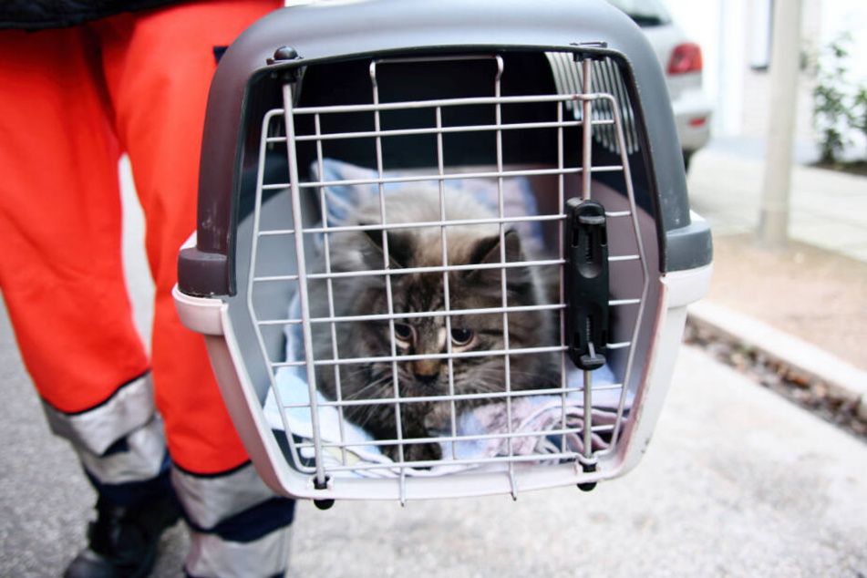 Die Katze wurde in einer Transportbox dem Tierschutzverein übergeben.