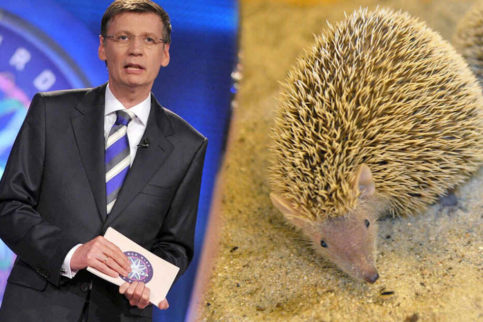 Kennt sich jetzt mit Igeln aus: Günther Jauch (62).
