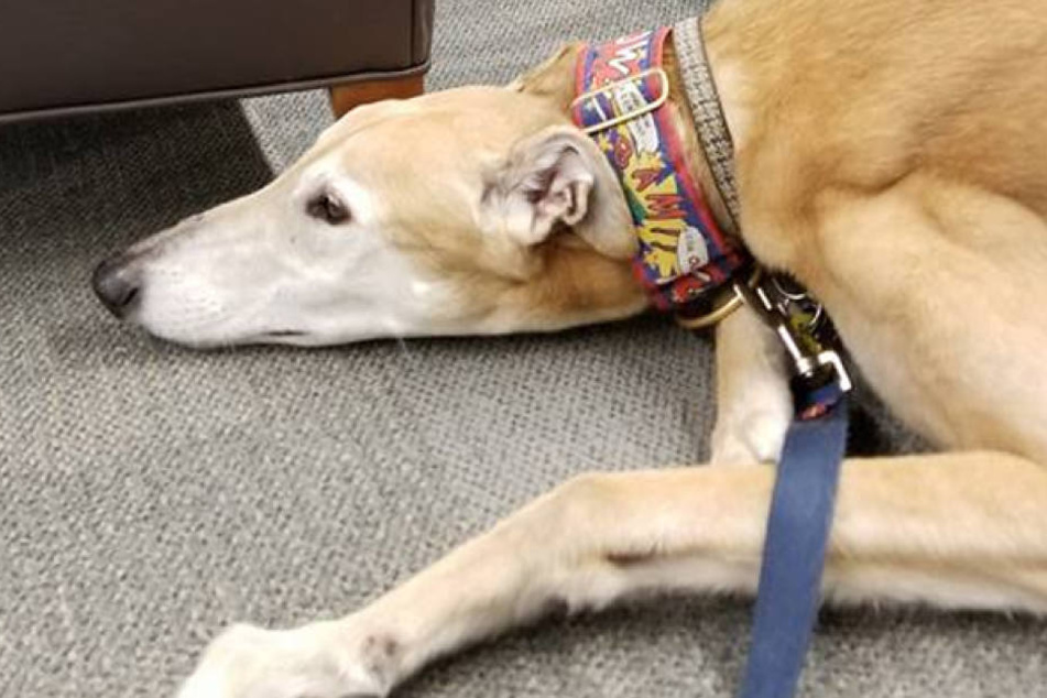 Der Therapiehund kommt zweimal im Monat in eine städtische Bibliothek, um sich von Kindern vorlesen zu lassen.