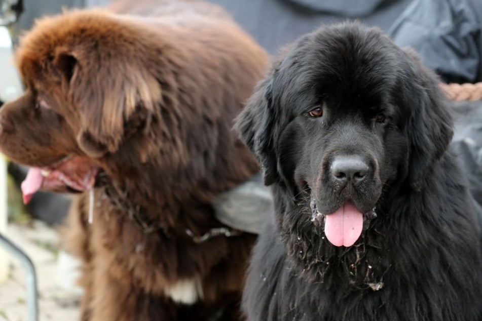 Newfoundland is a popular breed for rescue teams.