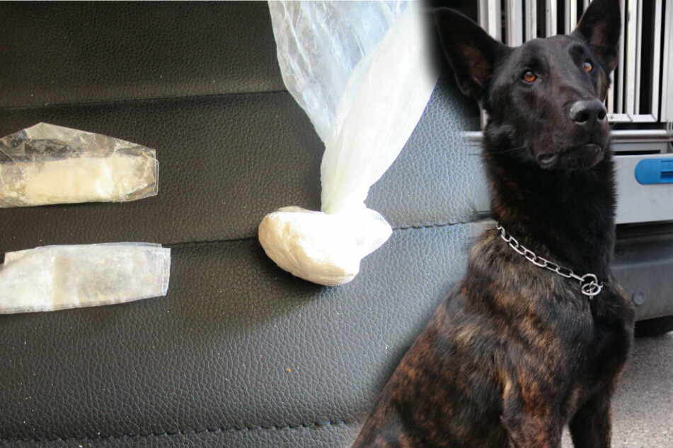 Zollhund Dorax hat bei einem Mann Amphetamine erschnüffelt.