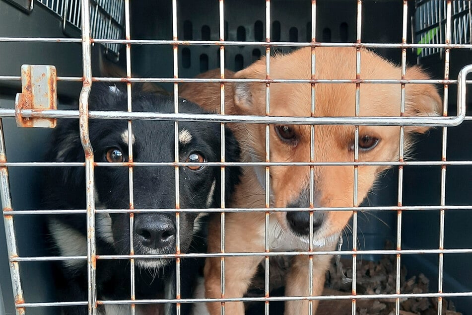 Die MDR-Doku #TeamTierheim zeigt, wie knapp 20 Hunde aus Rumänien nach Deutschland kommen.
