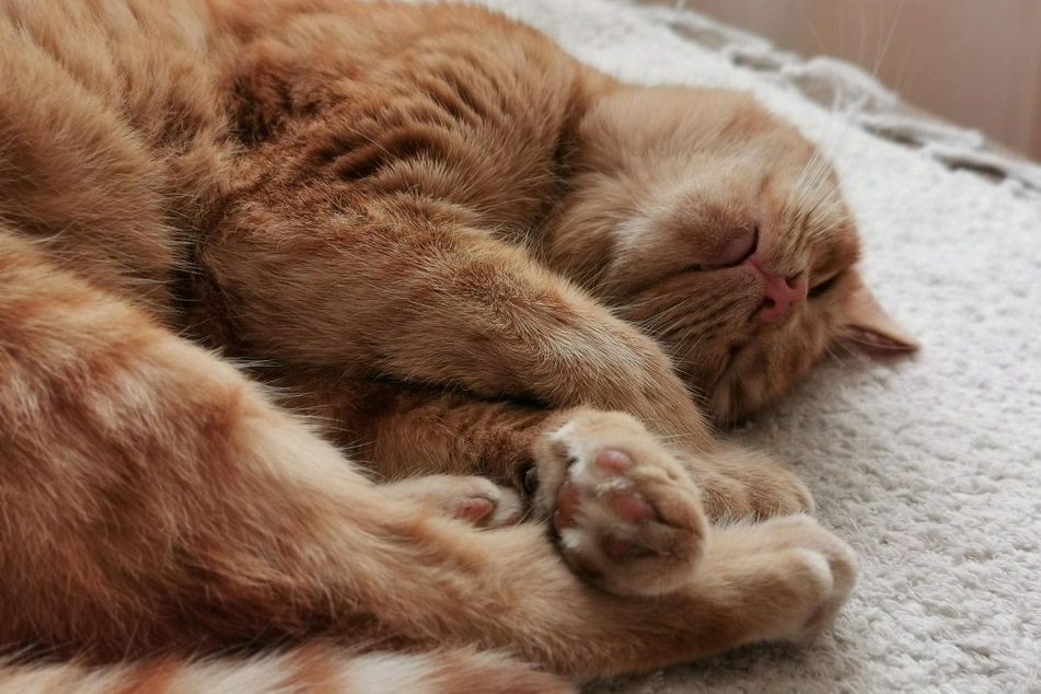 Do cats dream when they sleep at night?