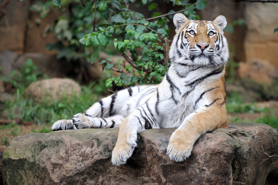 Der Tigerbestand im Leipziger Zoo ist um ein Tier gewachsen! (Symbolbild)
