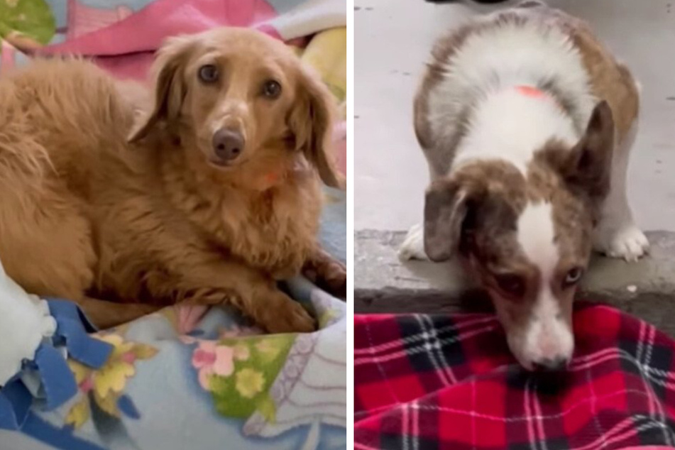 Shelter dogs sniff out gift of a lifetime in cozy viral video
