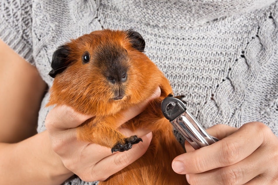 Meerschweinchen müssen alle paar Wochen ihre Krallen gestutzt bekommen.