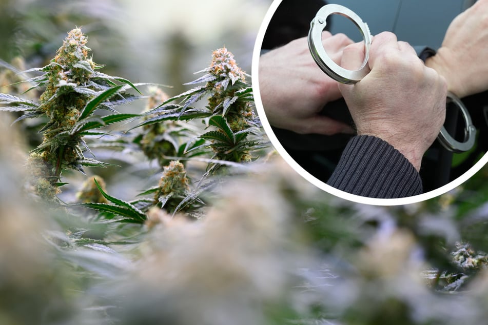 Drogen-Netzwerk hochgenommen: Riesige Cannabis-Plantagen im Norden entdeckt
