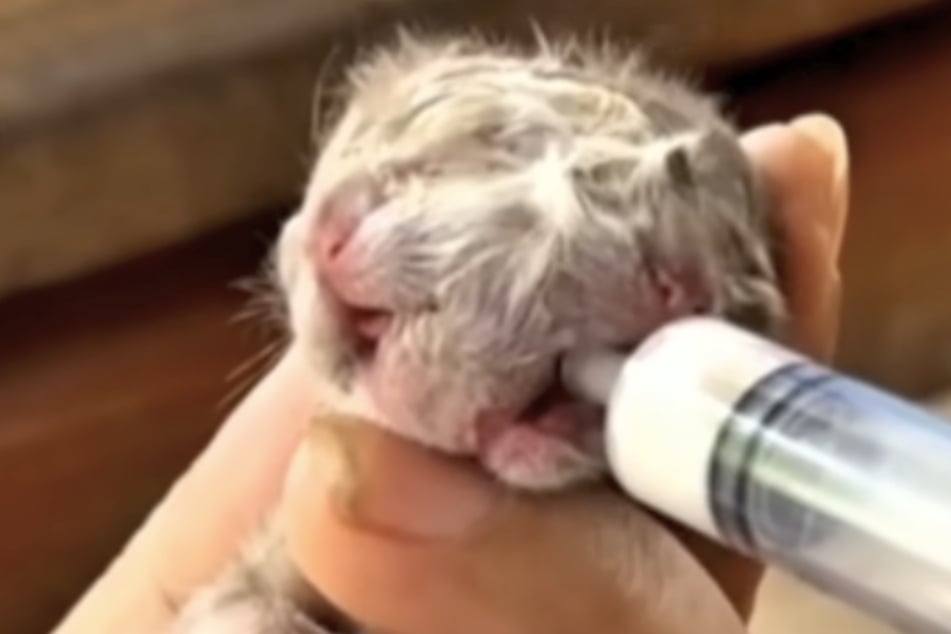 In Thailand wurde eine Katze mit zwei Gesichtern geboren.