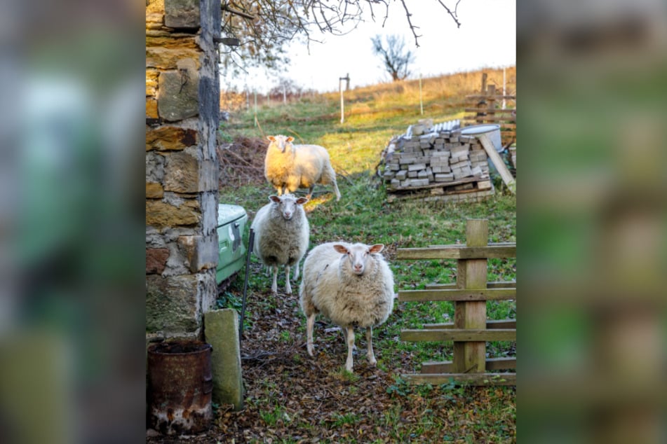 Die Schafe halten das Gras an den Hängen rund um die Mühle kurz. Die Rasenmäher hat Schulze "geliehen".