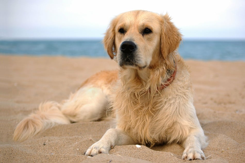 Sandy beaches are much better for dogs' paws.