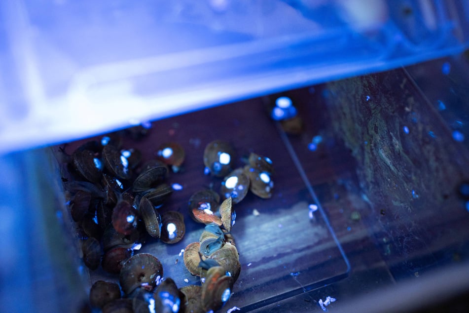 Conservatists have reintroduced hundreds of tiny snails on a rocky Atlantic island after a zoo breeding program pulled four species back from the brink.