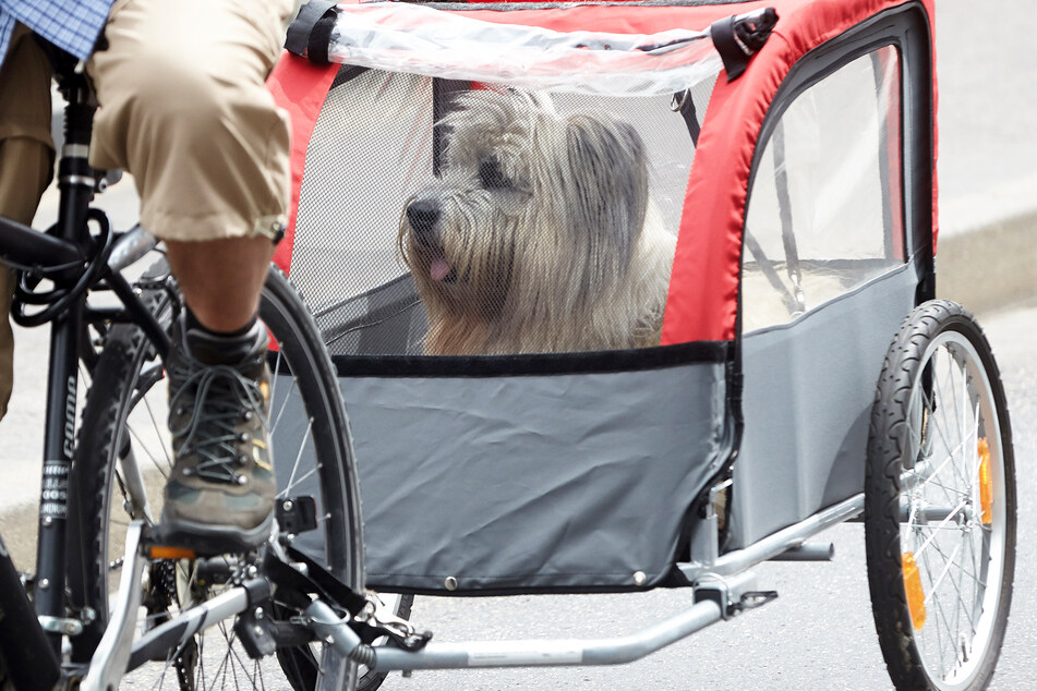 Ein Hund fährt in Cochem (Rheinland-Pfalz) in einem Fahrrad-Anhänger mit.