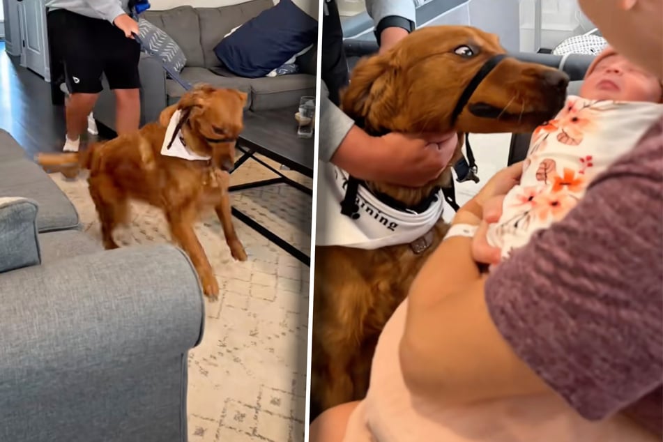 Ungestümer Golden Retriever lernt Baby kennen: Was er dann tut, löst Lachtränen aus