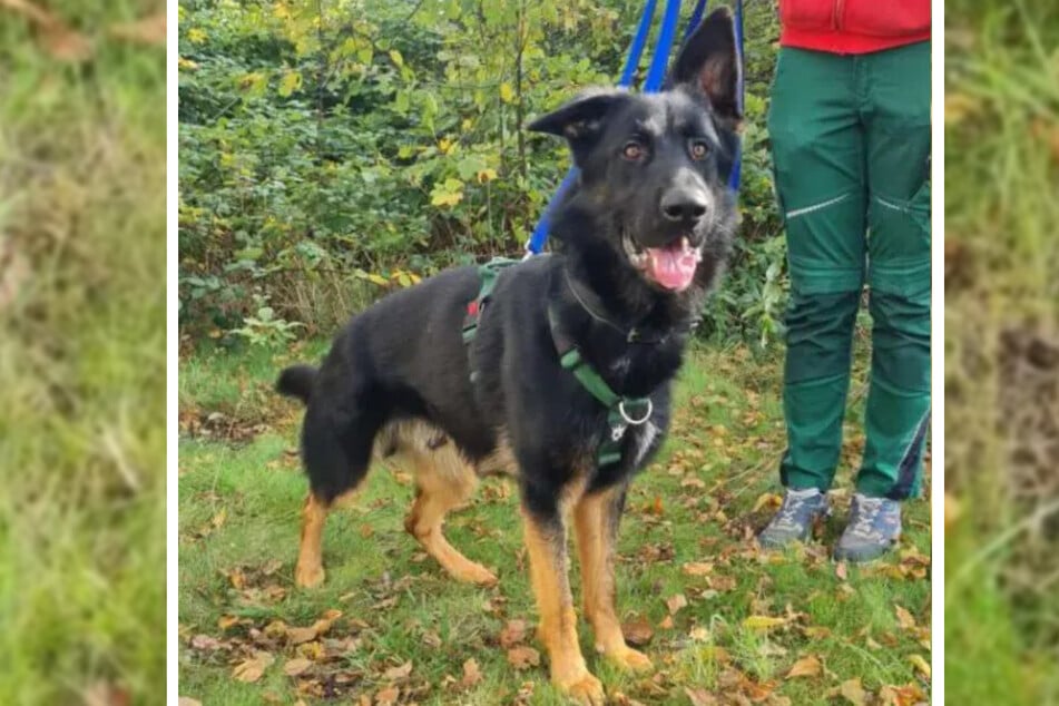 Im Berliner Tierheim wartete der junge Schäferhund Spacky (1) auf ein neues Zuhause bei erfahrenen Menschen.