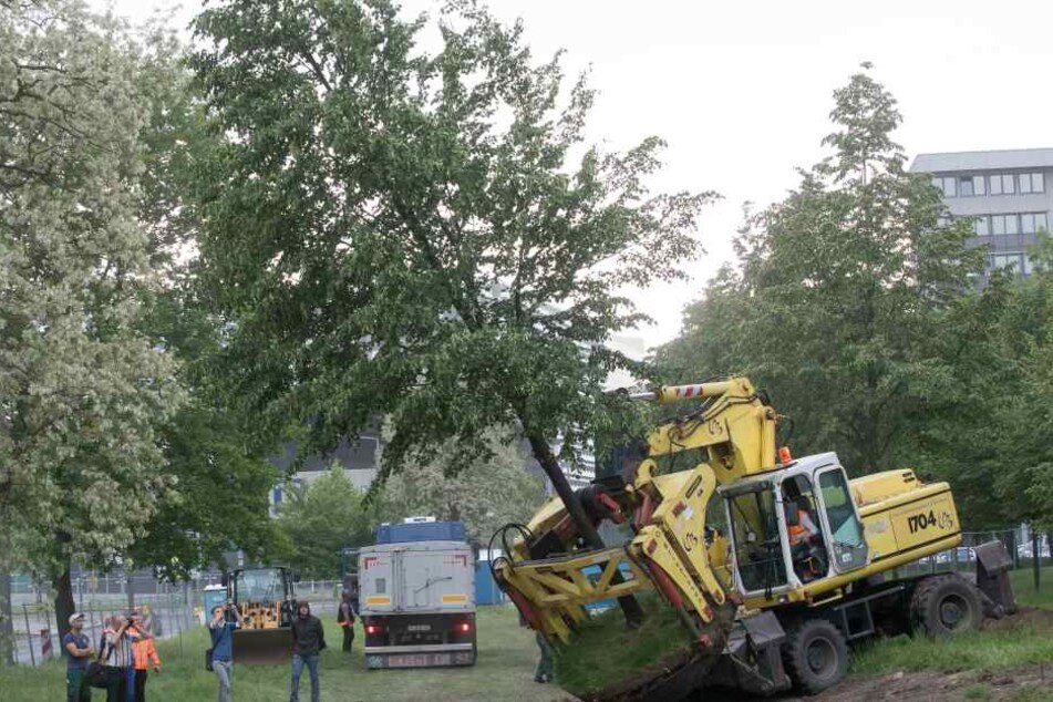 23 Linden werden momentan an der Marienstraße (zwischen Postplatz und Dippoldiswalder Platz) versetzt.