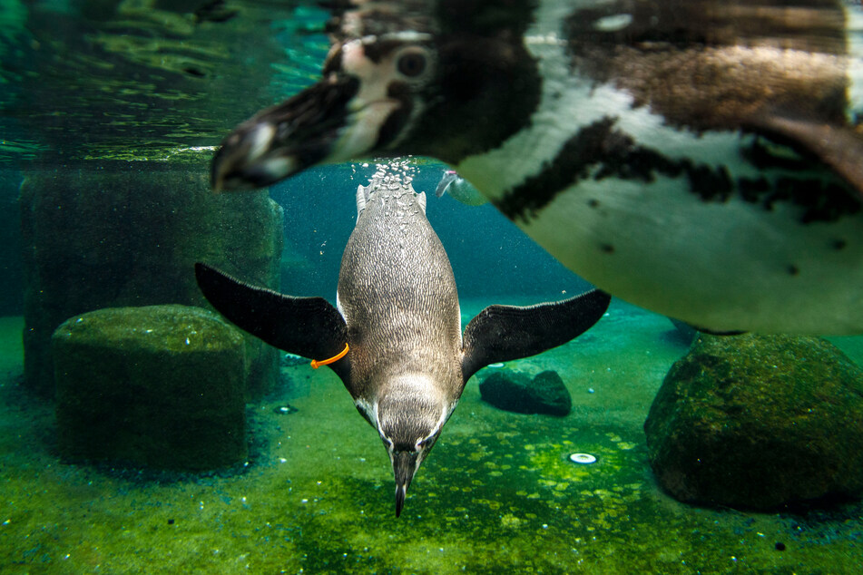 Fracksausen unter Wasser: Die plus fünf Grad im Pool sind für die Pinguine viel angenehmer als die Bibber-Temperaturen im Freien an Land.