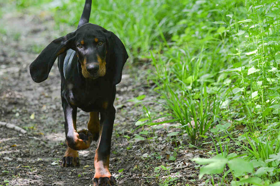 Black and Tan Coonhounds gelten eigentlich als ungefährlich (Symbolbild).