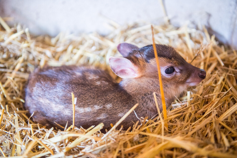 Extrem seltener Nachwuchs im Auer Zoo der Minis