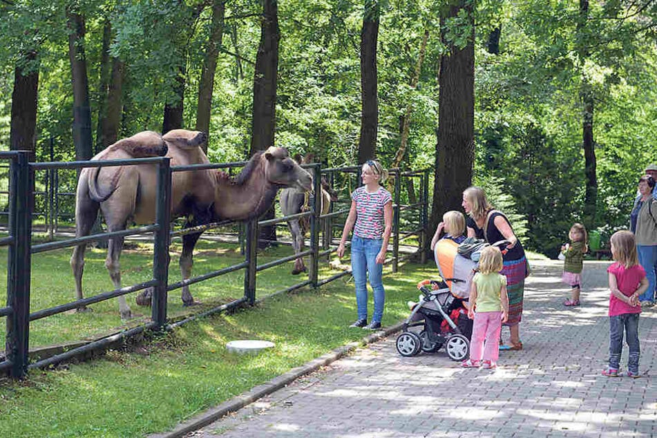 Manches passt, vieles läuft schief im
Tierpark: Mit dem Masterplan vom Experten
soll nachgebessert werden.