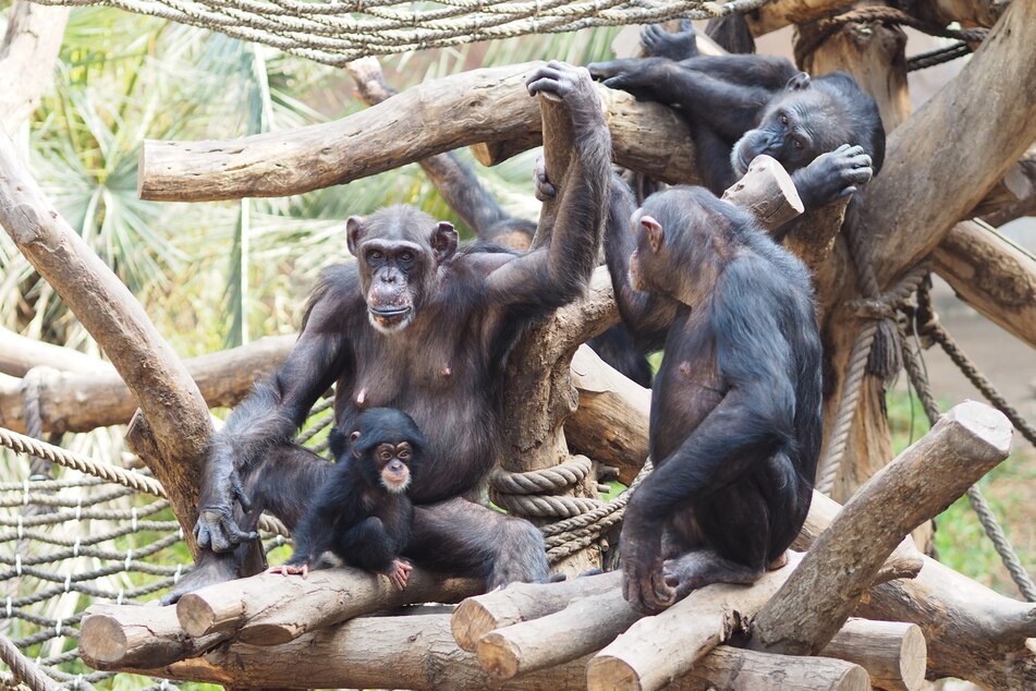 Schimpansen-Opa Robert (†47) ist vor wenigen Tagen im Gehege ertrunken. (Archivbild)