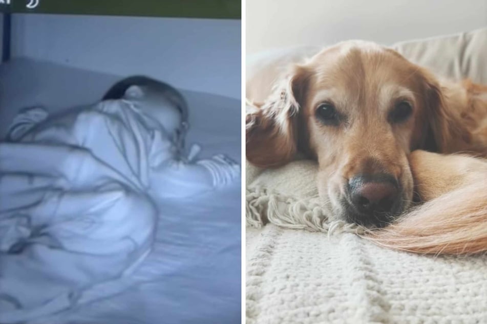 A TikTok showed this golden retriever watching over a newborn baby.