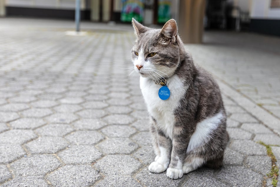 Katzen mit geeigneter Kennzeichnung können schneller nach Hause zurückkehren.