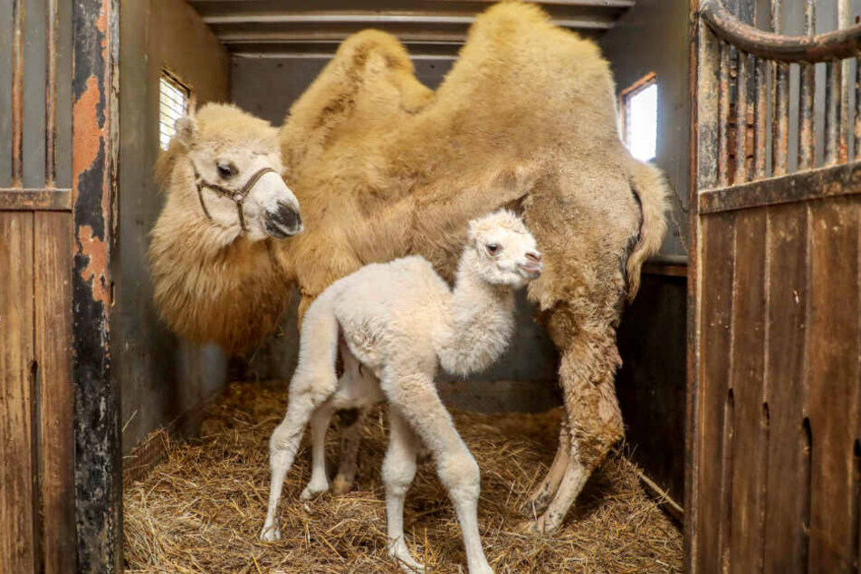Ein seltenes, weißes Kamelbaby steht im Stall des "Circus Barum" vor seiner Mutter. (Archivbild)