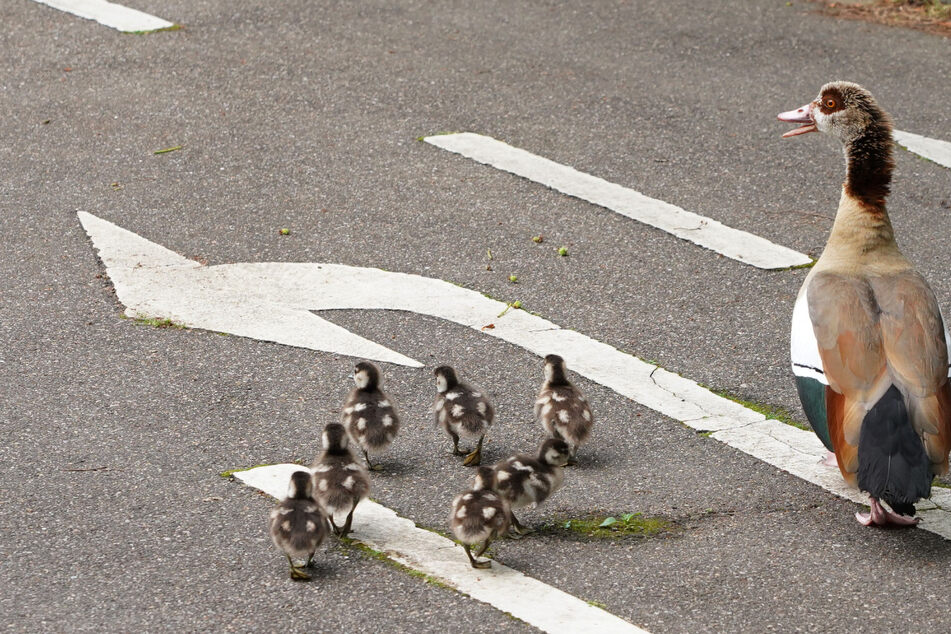 Die Enten-Familie wollte nur eine Straße überqueren, doch dann knallte es. (Symbolfoto)
