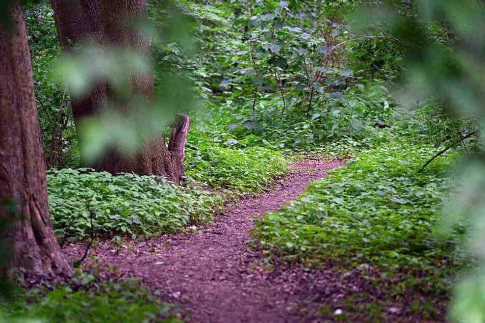 In einem Gebüsch neben dem Waldweg entdeckten die Frauen den Mann. (Symbolbild)