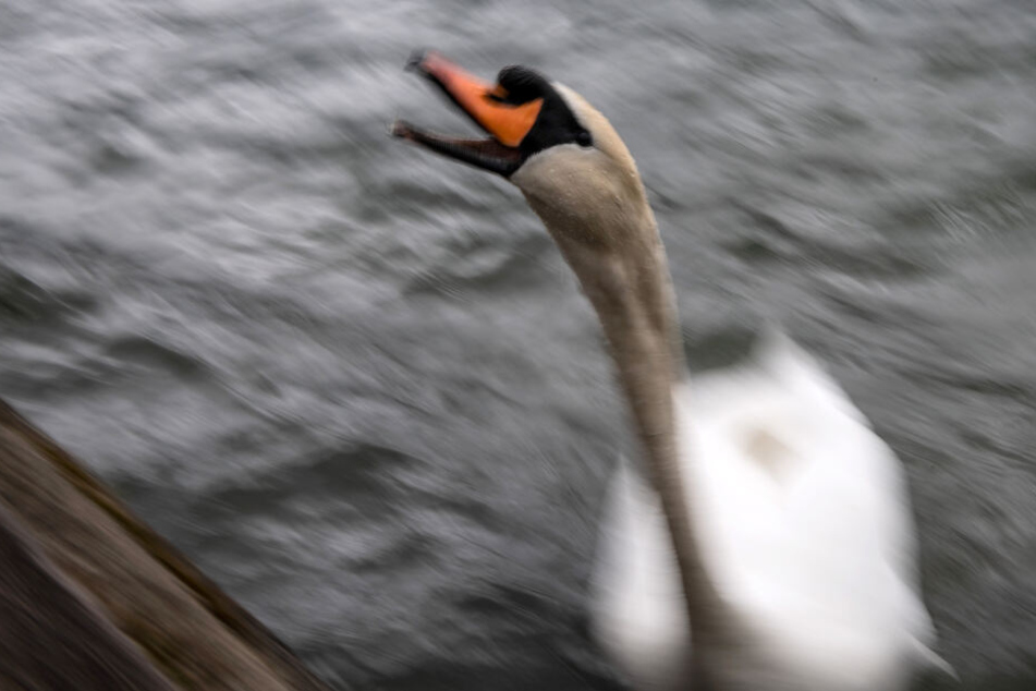 Der Schwan soll vor allem auf Stand-up-Paddler aggressiv reagieren. (Symbolbild)