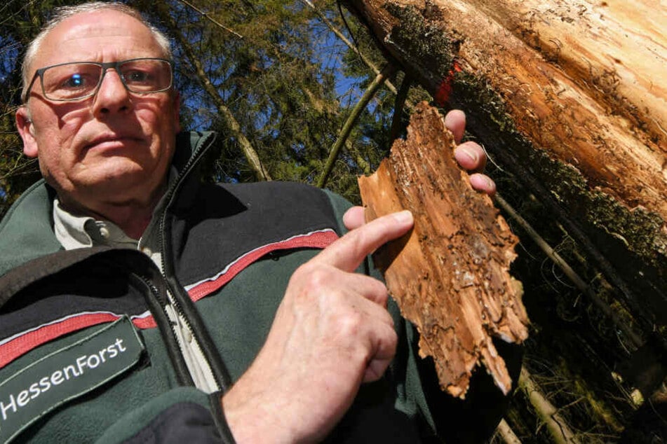 Abteilungsleiter Jörg von der Heide hält neben einer vom Borkenkäfer geschädigten Fichte ein Stück Baumrinde in der Hand, die die typischen Larvengänge des Schädlings zeigt.