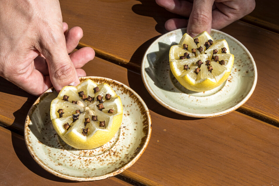 Lust auf einen Snack zwischendurch? - Zitronen mit geruchsintensiven Nelken sollen Wespen ablenken.