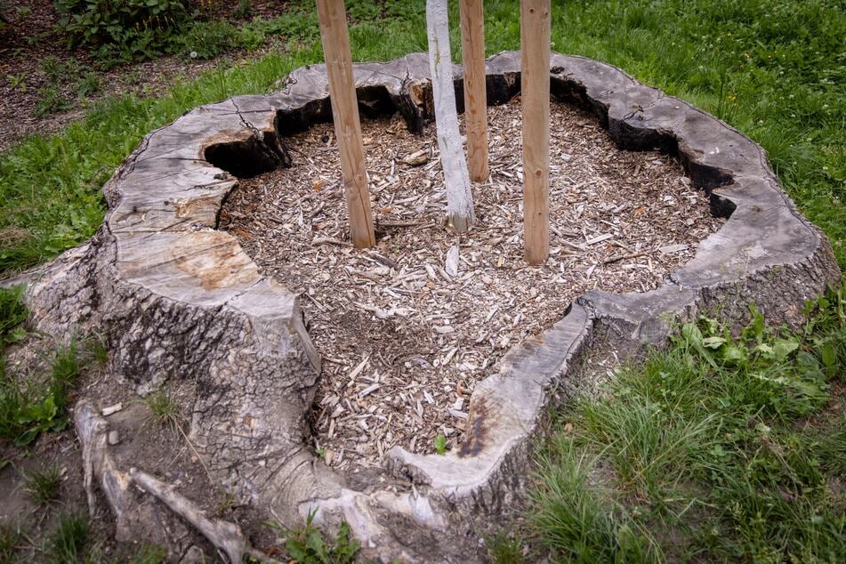 Im gefällten Stamm vom "Baum des Friedens" wächst ein neues Gehölz.