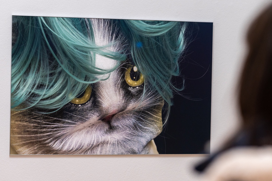 Bei der Fotografie "Katze" sollte der Betrachter genau hinschauen, bevor er entscheidet, was er zu sehen glaubt.
