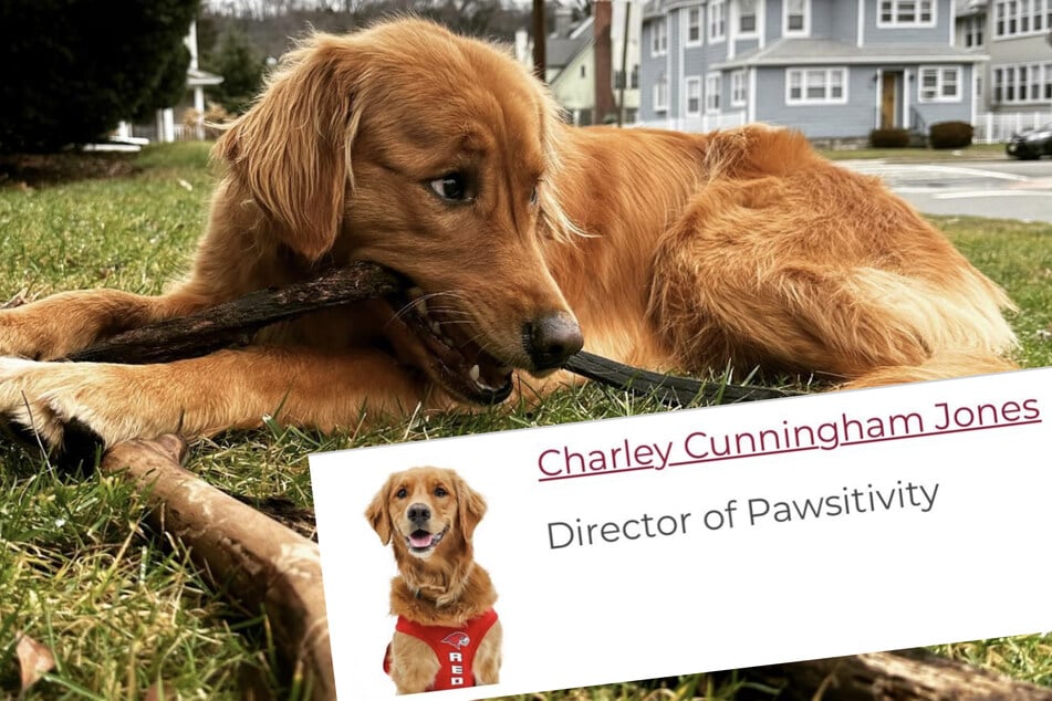 Der Golden Retriever Charley Cunningham Jones ist offizielles Teammitglied eines Basketballteams.