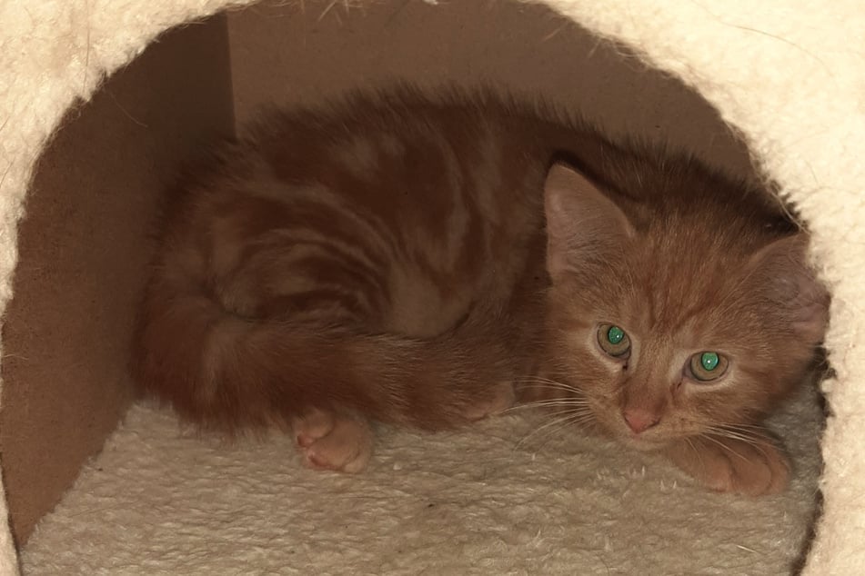 Die Katzen warten im Tierheim am See in Eisenhüttenstadt auf ein besseres Leben.