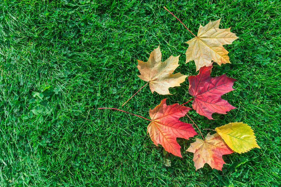 Der Herbst bietet beste Voraussetzungen, um Rasen auszusäen.