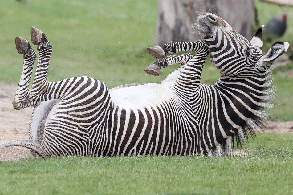 Neugieriges Leipziger Zebra-Baby trifft auf Artgenossen, doch plötzlich wird's brenzlig